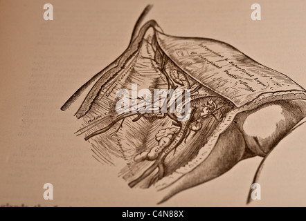 Anatomie anschaulich und chirurgische Copyright 1883 Grays Anatomie Henry Gray Stockfoto