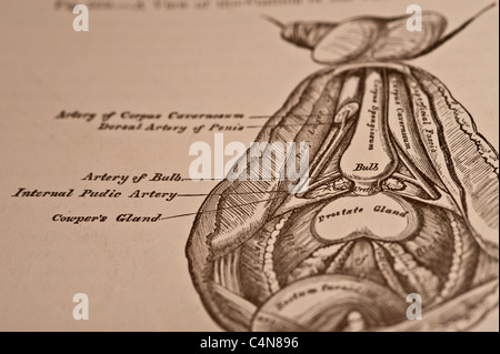 Anatomie anschaulich und chirurgische Copyright 1883 Grays Anatomie Henry Gray Stockfoto