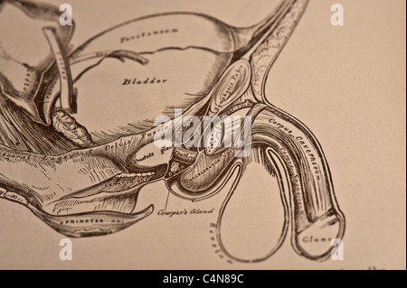 Anatomie anschaulich und chirurgische Copyright 1883 Grays Anatomie Henry Gray Stockfoto