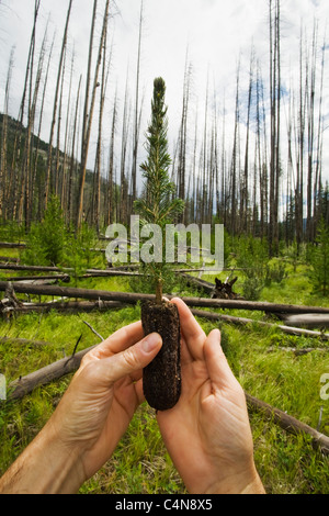 Hände halten Tanne Bäumchen in einem Wald von verbrannte Bäume. Stockfoto