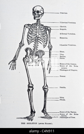 1800 s Anatomie antiken Autopsie menschlichen Körper Abbildung medizinische Medizin Physiologie Chirurgie Stockfoto