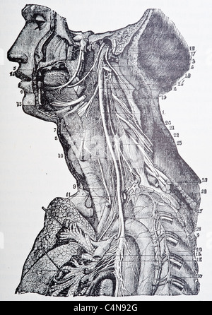 1800 s Anatomie antiken Autopsie menschlichen Körper Abbildung medizinische Medizin Physiologie Chirurgie Stockfoto