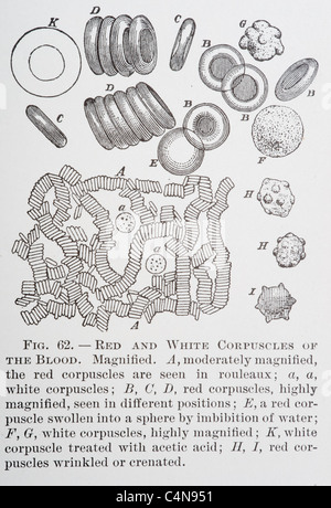 1800 s Anatomie antiken Autopsie menschlichen Körper Abbildung medizinische Medizin Physiologie Chirurgie Stockfoto