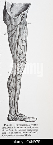 1800 s Anatomie antiken Autopsie menschlichen Körper Abbildung medizinische Medizin Physiologie Chirurgie Stockfoto