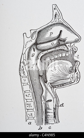 1800 s Anatomie antiken Autopsie menschlichen Körper Abbildung medizinische Medizin Physiologie Chirurgie Stockfoto