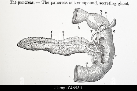 1800 s Anatomie antiken Autopsie menschlichen Körper Abbildung medizinische Medizin Physiologie Chirurgie Stockfoto