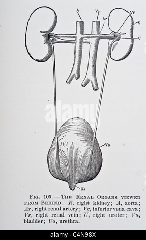 1800 s Anatomie antiken Autopsie menschlichen Körper Abbildung medizinische Medizin Physiologie Chirurgie Stockfoto