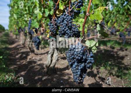 Schwarze Trauben im Weinberg in St. Emilion im Bordeaux Weinregion Frankreichs Stockfoto