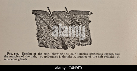 1898 Newell Martin den menschlichen Körper Physiologie Stockfoto