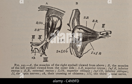 1898 Newell Martin den menschlichen Körper Physiologie Stockfoto