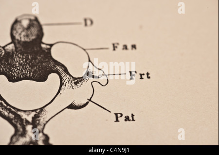 Antike medizinische Illustration der Becken-Knochen Stockfoto
