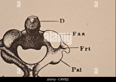 Antike medizinische Illustration der Becken-Knochen Stockfoto