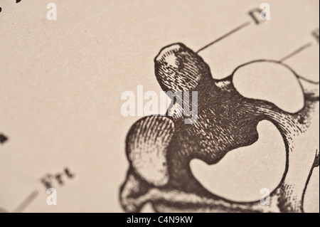 Antike medizinische Illustration der Becken-Knochen Stockfoto