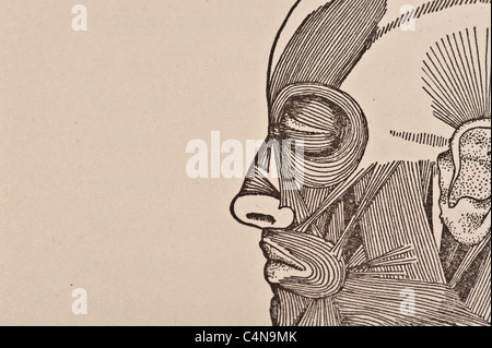 1898 Newell Martin den menschlichen Körper Physiologie Stockfoto