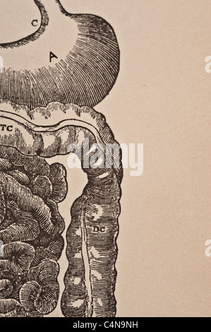 Antike medizinische Illustration des menschlichen Eingeweide, inneren Organe und der Bauchhöhle. Stockfoto