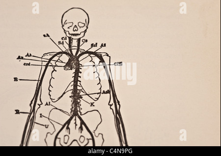 1898 Newell Martin den menschlichen Körper Physiologie Stockfoto