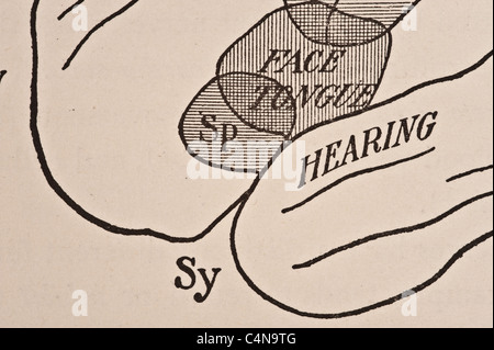 1898 Newell Martin den menschlichen Körper Physiologie Stockfoto