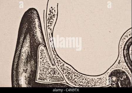 1898 Newell Martin den menschlichen Körper Physiologie Stockfoto