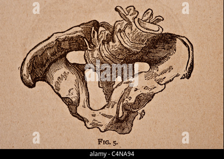 Antike medizinische Illustration der Becken-Knochen Stockfoto