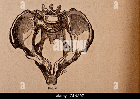 Antike medizinische Illustration der Becken-Knochen Stockfoto