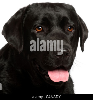 Nahaufnahme der Labrador Retriever, 3 Jahre alt, vor weißem Hintergrund Stockfoto