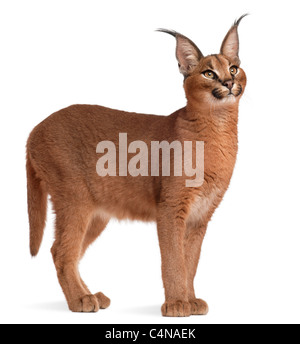 Caracal Caracal Caracal, 6 Monate alt, vor weißem Hintergrund Stockfoto