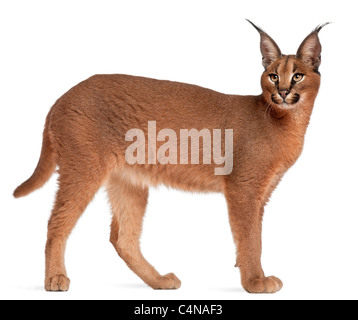 Caracal Caracal Caracal, 6 Monate alt, vor weißem Hintergrund Stockfoto