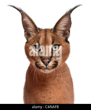 Nahaufnahme von Caracal Caracal Caracal, 6 Monate alt, vor weißem Hintergrund Stockfoto