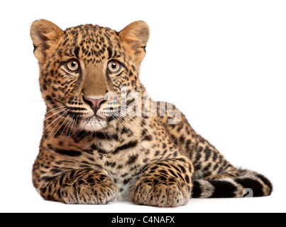 Leopard, Panthera Pardus, 6 Monate alt, vor weißem Hintergrund liegen Stockfoto