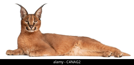 Caracal Caracal Caracal, 6 Monate alt, vor weißem Hintergrund liegen Stockfoto