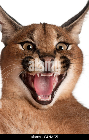 Nahaufnahme von Caracal Zischen, Caracal Caracal, 6 Monate alt, vor weißem Hintergrund Stockfoto