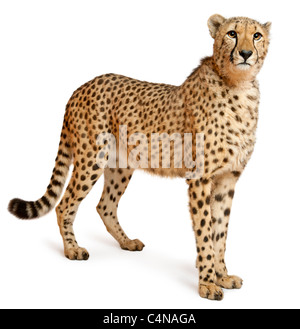 Gepard, Acinonyx Jubatus, 18 Monate alt, vor weißem Hintergrund Stockfoto