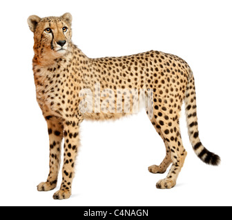 Gepard, Acinonyx Jubatus, 18 Monate alt, vor weißem Hintergrund Stockfoto