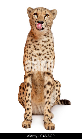 Gepard, Acinonyx Jubatus, 18 Monate alt, sitzt vor weißem Hintergrund Stockfoto
