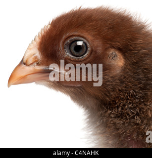 Nahaufnahme der Orpington, eine Rasse von Huhn, 3 Wochen alt, vor weißem Hintergrund Stockfoto