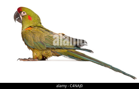 Rot-fronted Ara, Ara Rubrogenys, 6 Monate alt, vor weißem Hintergrund Stockfoto