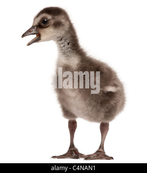Hawaiianische Gans oder Nēnē, Branta Sandvicensis, eine Art von Gans, 4 Tage alt, vor weißem Hintergrund Stockfoto
