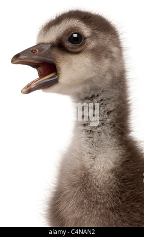 Nahaufnahme der hawaiianische Gans oder Nēnē, Branta Sandvicensis, eine Art von Gans, 4 Tage alt, vor weißem Hintergrund Stockfoto