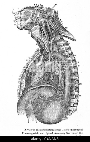 Antike medizinische Illustration des menschlichen Eingeweide, inneren Organe und der Bauchhöhle. Stockfoto