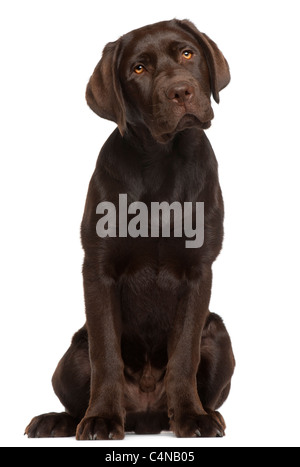 Labrador Retriever Welpe, 5 Monate alt, sitzt vor weißem Hintergrund Stockfoto