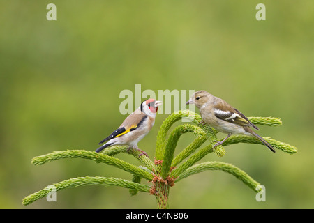 Buchfink Fringilla Coelebs Weibchen & Stieglitz Stockfoto