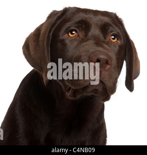 Nahaufnahme des Labrador Retriever Welpe, 5 Monate alt, vor weißem Hintergrund Stockfoto