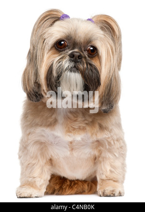 Shih-Tzu, 6 Jahre alt, sitzt vor weißem Hintergrund Stockfoto