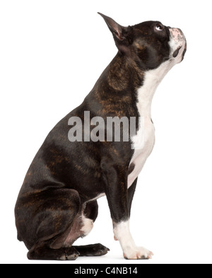 Boston Terrier, 1 Jahr alt, sitzt vor weißem Hintergrund Stockfoto