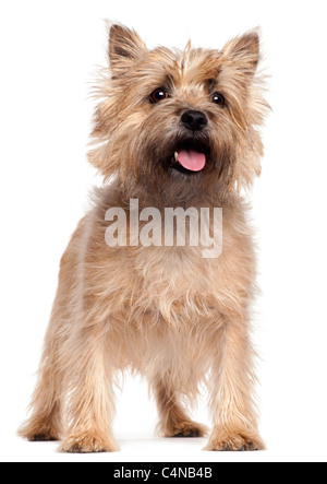 Cairn-Terrier, 4 Jahre alt, steht man vor weißem Hintergrund Stockfoto