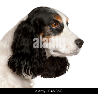 Nahaufnahme des English Cocker Spaniel, 6 Jahre alt, vor weißem Hintergrund Stockfoto