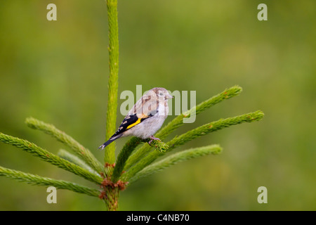 Stieglitz Zuchtjahr Zuchtjahr Juvenile auf Nadelbaum Stockfoto