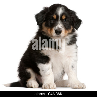 Border Collie Welpen, 6 Wochen alt, sitzt vor weißem Hintergrund Stockfoto