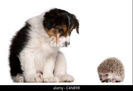 Border Collie Welpen, 6 Wochen alt, spielen mit einem Igel, 6 Monate alt, vor weißem Hintergrund Stockfoto