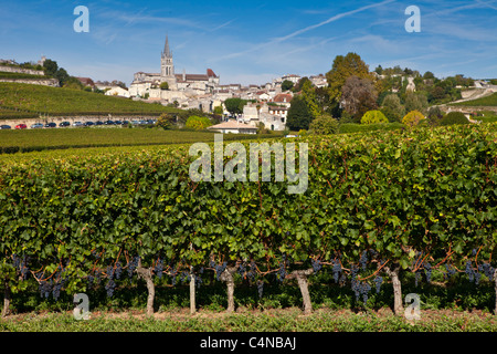 St. Emilion mit Weinberg von Georges Mouton Trauben im Vordergrund, im Bordeaux Weinregion Frankreichs Stockfoto